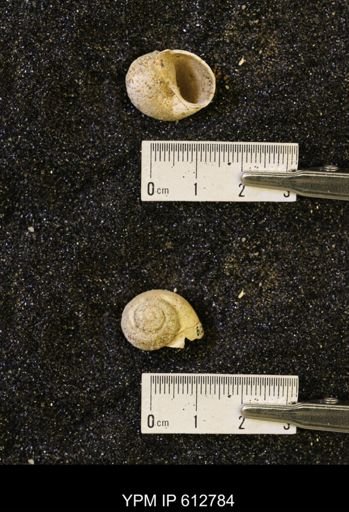 Vanikoropsis sp.
