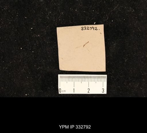 undet. Hexapoda
