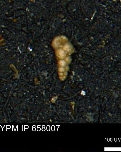 Verneuilinoides kansasensis