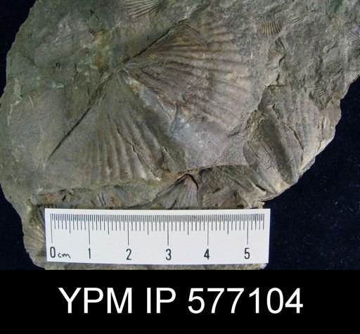 Platyrachella sp.