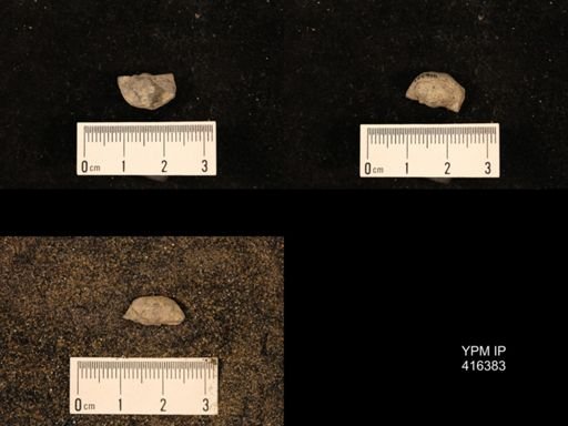 Marginifera muricata
