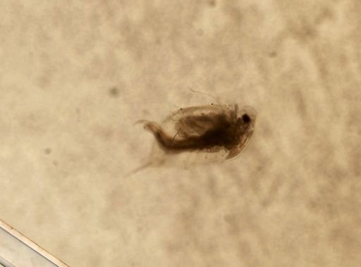 Daphnia pulex