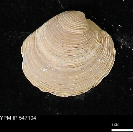Venus mercenaria