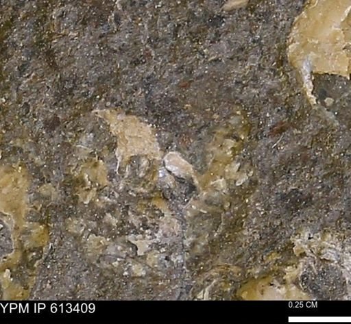 Scaphites sp.