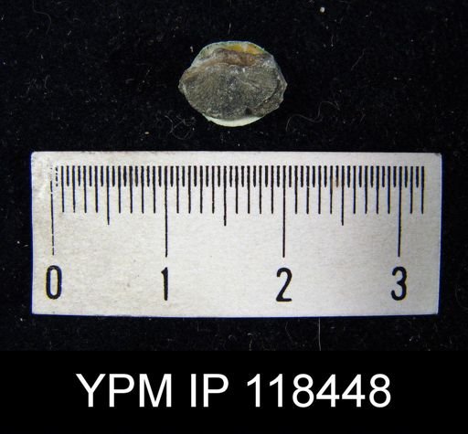 Dalmanella elegantula submedia