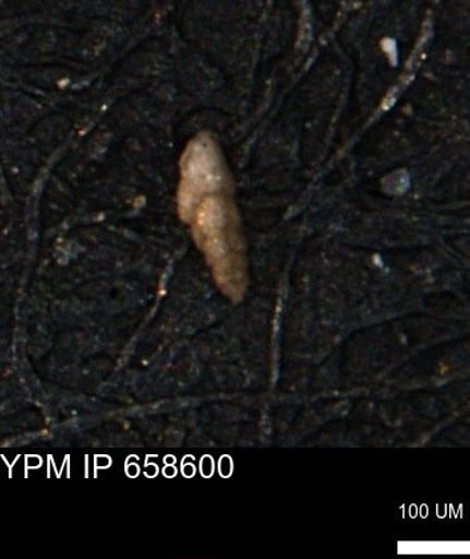 Verneuilina canadensis