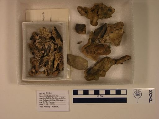 Leidyosuchus