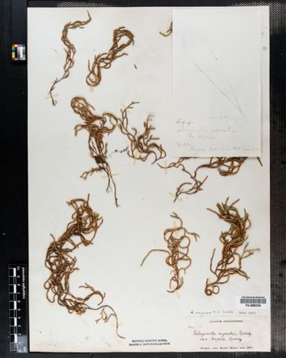 Selaginella