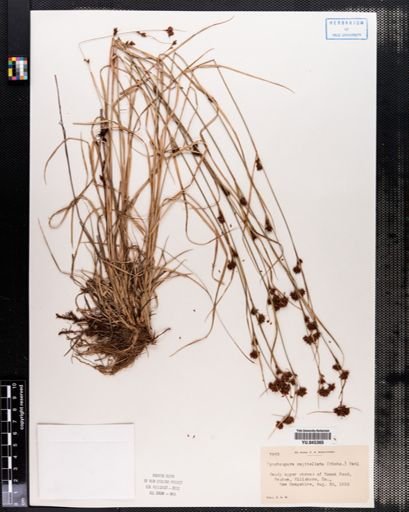 Rhynchospora capitellata