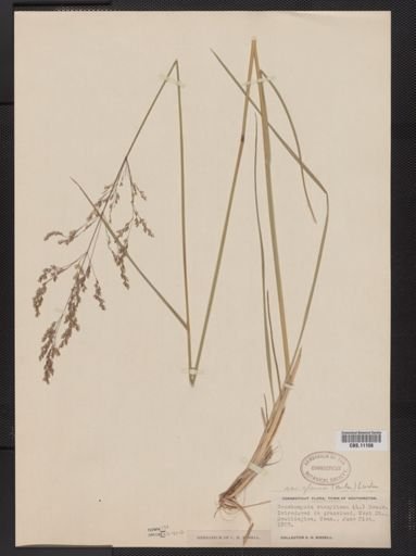 Deschampsia caespitosa