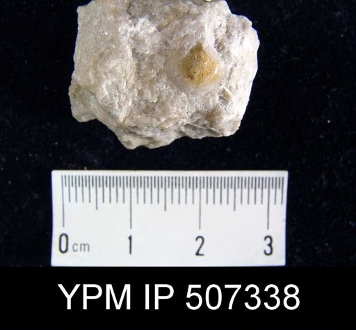 Nucleospira concinna