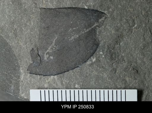 undet. Eurypterida