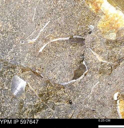 undet. Bivalvia