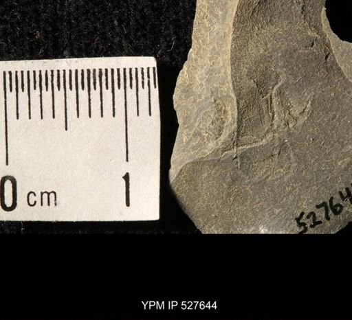 undet. Ophiuroidea