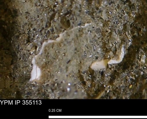 undet. Mollusca