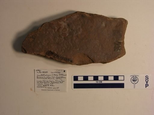 Batrachopus cf. deweyi