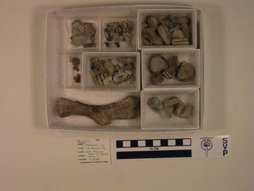 Maiasaura