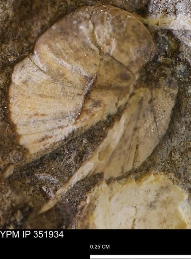 Limopsis striatopunctatus