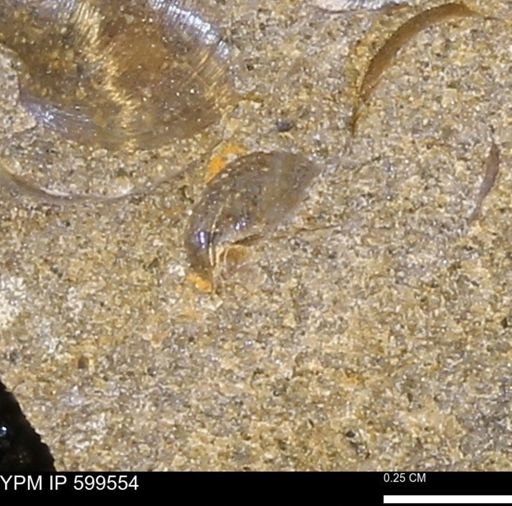 Protocardia subquadrata
