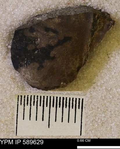 Hoploscaphites comprimus