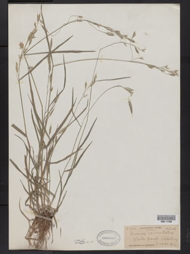 Bromus commutatus
