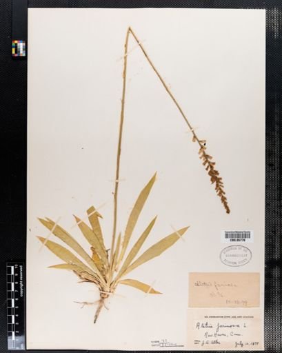 Aletris farinosa
