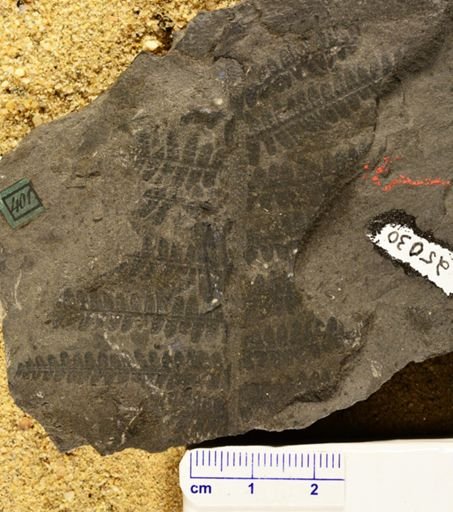 Pecopteris polymorpha