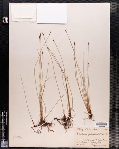 Eleocharis palustris