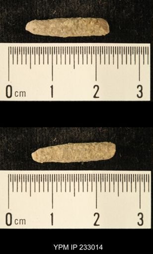 Archaeocidaris sp.