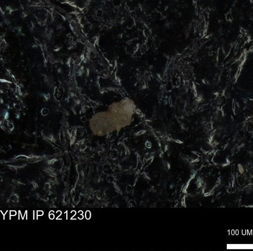 undet. Foraminiferida