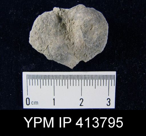 Productella sp.