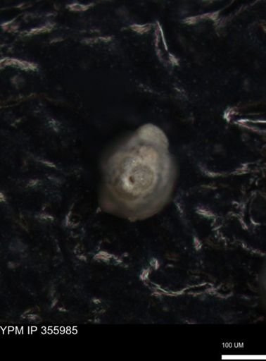 undet. Foraminiferida