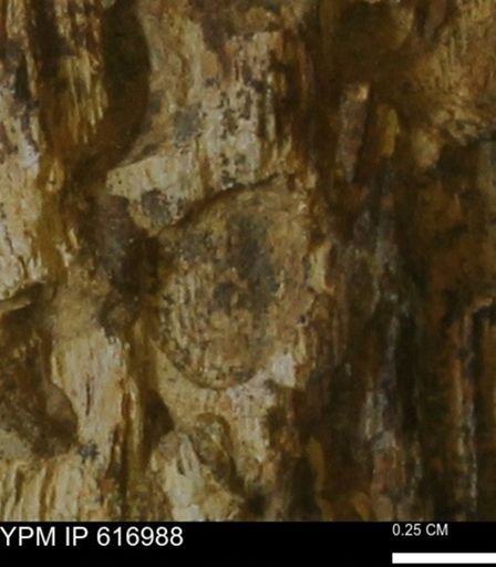 Teredo sp.