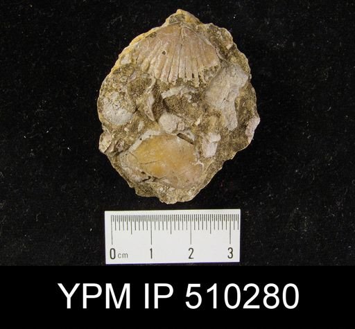 undet. Pentamerida