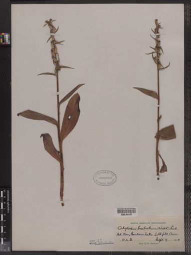 Coeloglossum bracteatum