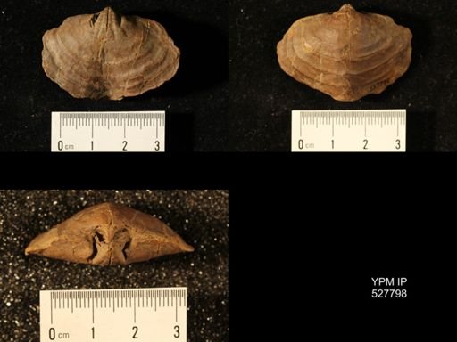 Athyris cf. lamellosa