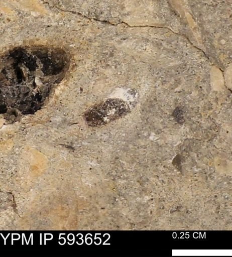 taxon undetermined