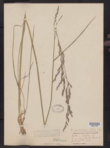 Festuca arundinacea
