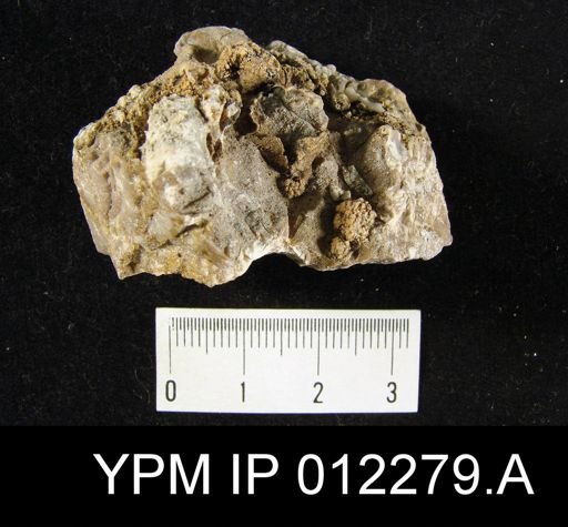 Punctospirifer billingsi
