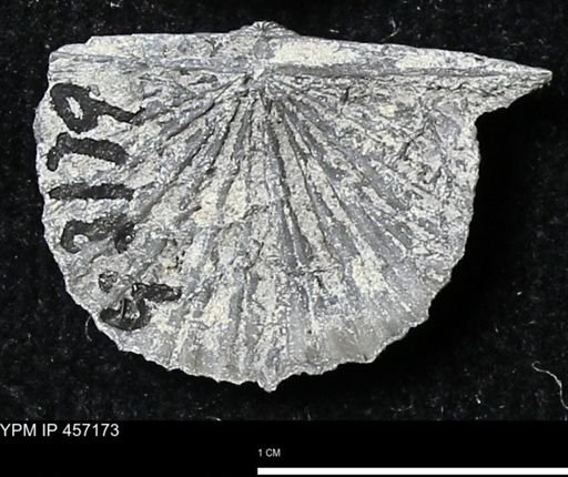 Stropheodonta erratica solidicosta