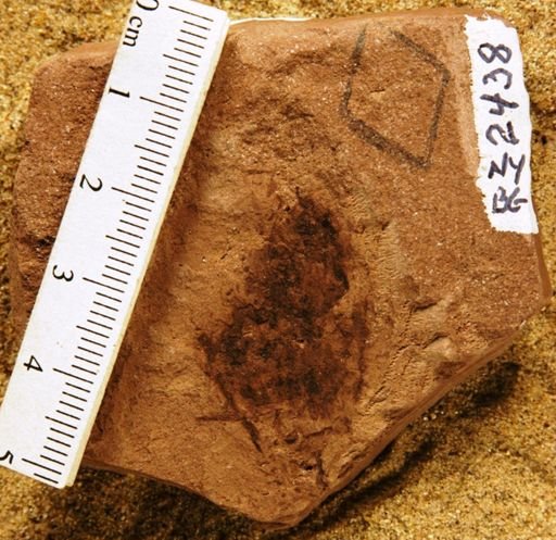 Araceaeites friteli