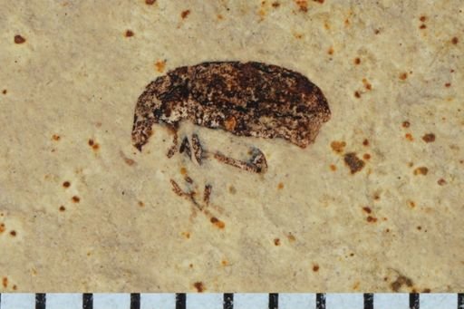 Curculionidae