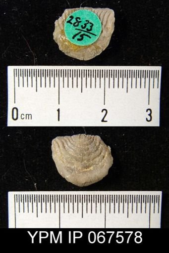 Leptaena rhomboidalis