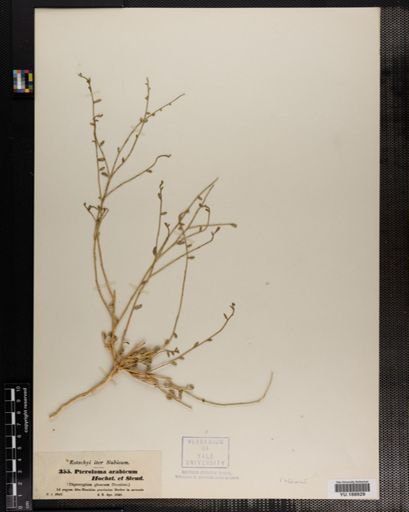 Plantae