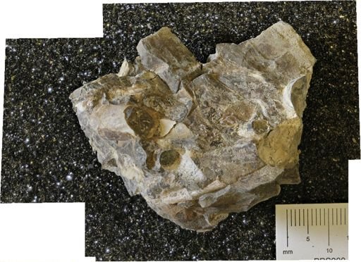 Baculites sp.