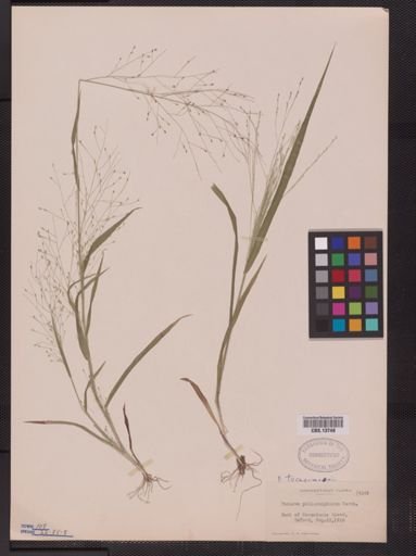 Panicum tuckermani