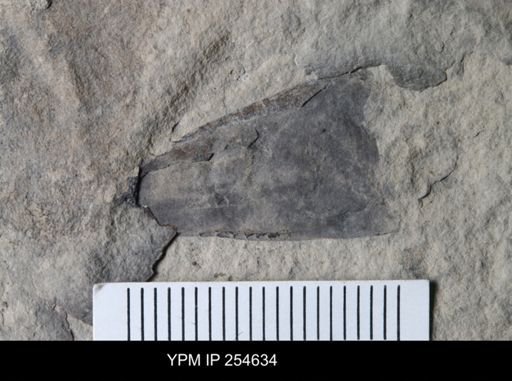 Eurypterida