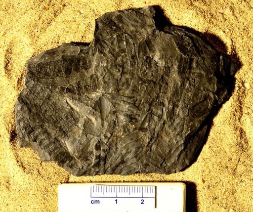 Calamites sp.
