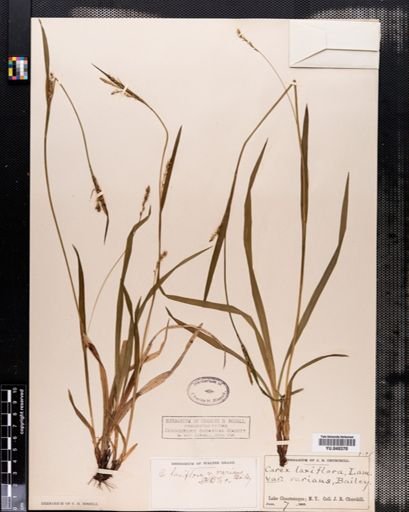 Carex laxiflora
