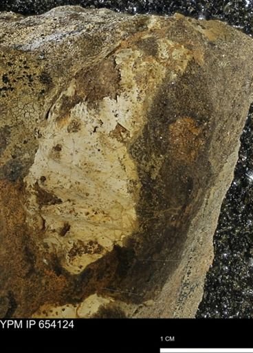 Mollusca